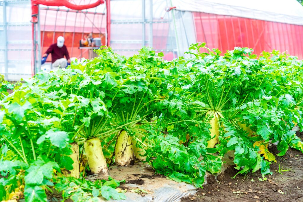 20230614_tashizan_14